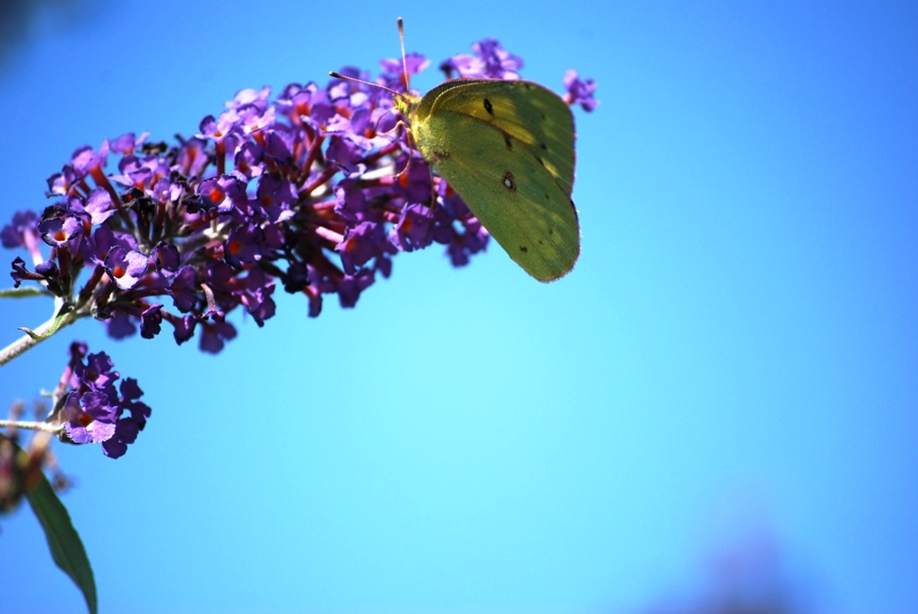 Four dangers lurking in your garden – and how to protect yourself